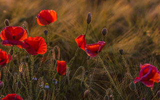 Red flowers blurry background rose - red flower free wallpaper