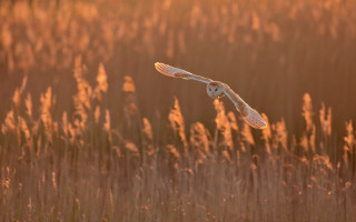 White owl sunset field grass - over a field free wallpaper
