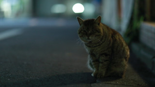 Cat road night moon blurry - the side of a road free wallpaper