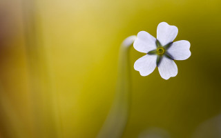 White flower green center macro - a white flower free wallpaper