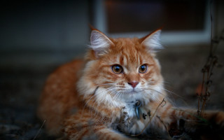 Sad cat photorealistic darley depth - sad free wallpaper