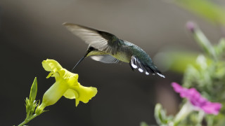 Hummingbird flower bird in flight - anne nasmyth free wallpaper