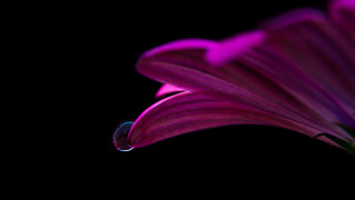 Purple flower water drop macro - petal free wallpaper