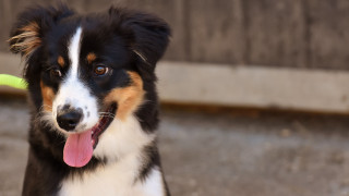 Dog frisbee sidewalk looking camera - the sidewalk free wallpaper