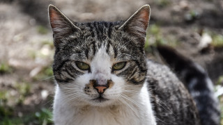 Cat white face green eyes - a blurry background of grass and dirt free wallpaper