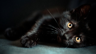 Black cat back eyes wide - caspar wolf free wallpaper