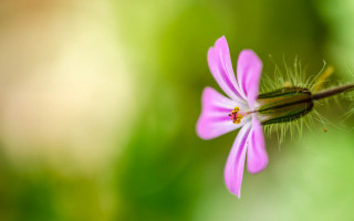 Pink flower blurry macro butterfly 2 - this picture free wallpaper