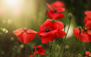 Red flowers green background sunlight - the stem free wallpaper