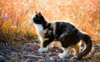 Cat walking rocky sunlight head - its head free wallpaper