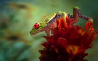 Frog red eyes flower blurry - a frog free wallpaper for desktop