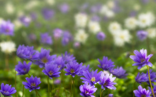 Purple flower field bokeh blurry 4 - free flowers wallpaper for desktop