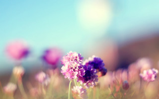 Purple hydrangea field blue sky - a microscopic photo free wallpaper