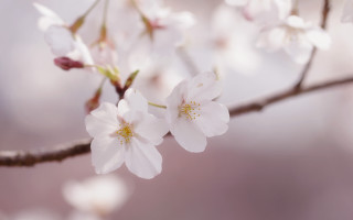 White flowers branch blurry pink - soft focus free wallpaper