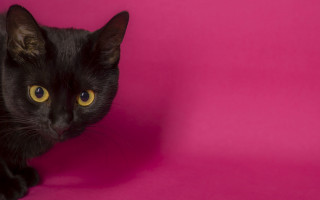 Black cat yellow eyes pink - a pink wall behind free wallpaper