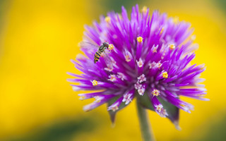 Bee purple flower yellow background - a bee free wallpaper