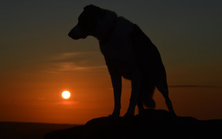 Dog sunset rock horizon mountain - a rock free wallpaper for desktop