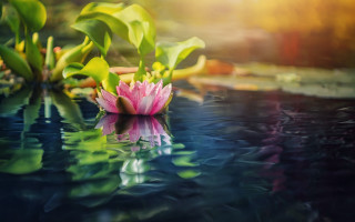 Pink flower pond green leaves - a pond free wallpaper