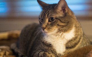 Cat bed felix darley shallow - a cat bed free wallpaper