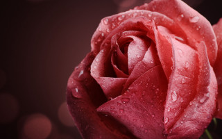Red rose water droplets macro 62 - petal free wallpaper
