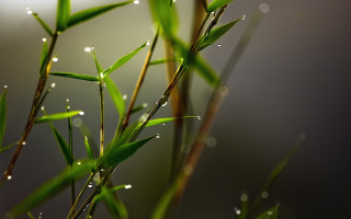 Water drops bamboo macro blurry - a close up of a plant free wallpaper for desktop