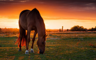 Horse grazing sunset field clouds - a horse free wallpaper for desktop