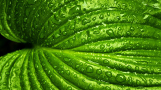 Green leaf water droplets macro 30 - a green leaf free wallpaper