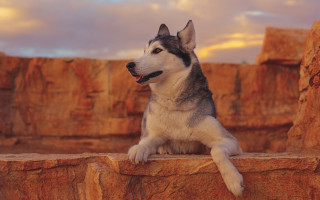 Husky rock ledge rock wall - husky free wallpaper for desktop