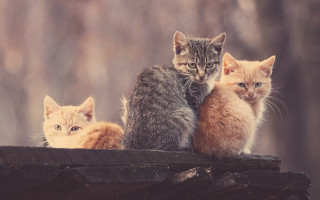 Kittens woodland structure art photography - an album cover free wallpaper