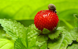 Strawberry bug leaves ecological macro - adam szentpétery free wallpaper