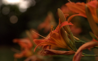 Flower petal closeup bokeh shallow - the petal free wallpaper