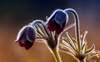Flower bug blurry macro joachim - ferenc joachim free wallpaper