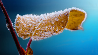 Snowy leaf macro blue sky - a close up of a leaf free wallpaper