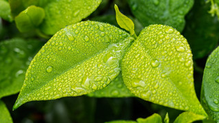 Green leaf water drops macro 32 - art green free wallpaper for desktop