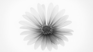 Black white flower ambient occlusion - photo of a flower free wallpaper for desktop