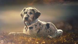 Dalmatian grass sunset outdoors photorealistic - his eye free wallpaper for desktop