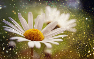 Flower water droplets macro blurry - water droplet free wallpaper