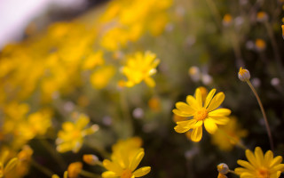 Yellow flower field bokeh macro - a sky background in the background free wallpaper