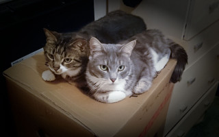 Cats boxes gothic tone mapping - free cats wallpaper