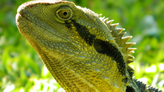 Lizard grass closeup bokeh nature - cricorps grégoire free wallpaper for desktop