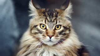 Serious longhair cat yellow eyes - symmetrical eye free wallpaper