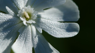 White flower water droplets green 2 - petal free wallpaper