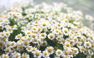 White yellow flower vase bokeh - ammi phillips free wallpaper
