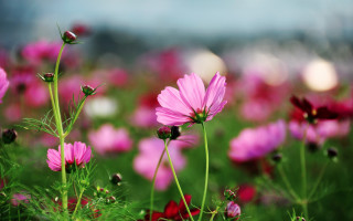 Pink flower field bokeh macro 4 - a blurry image of the flowers free wallpaper