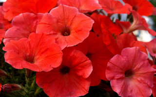 Red flowers vase office blurry - red flower free wallpaper