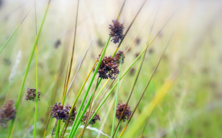 Flowers grass macro blurry nature - a blurry background of grass free wallpaper for desktop