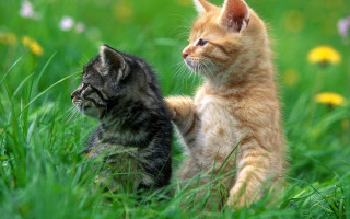 Kittens playing field flowers blurry - tachisme free wallpaper