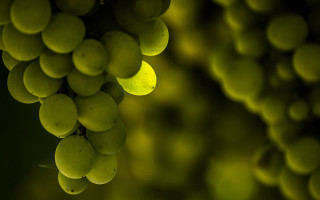 Grapes branch green background blurry - a bunch of grapes free wallpaper