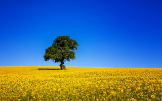 Lone tree yellow flower field - under a blue sky free wallpaper