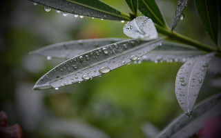 Leaf water drops macro blur - a blurry background of trees and bushes free wallpaper