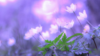 Flower lily butterfly moon purple - a bunch of flowers free wallpaper for desktop